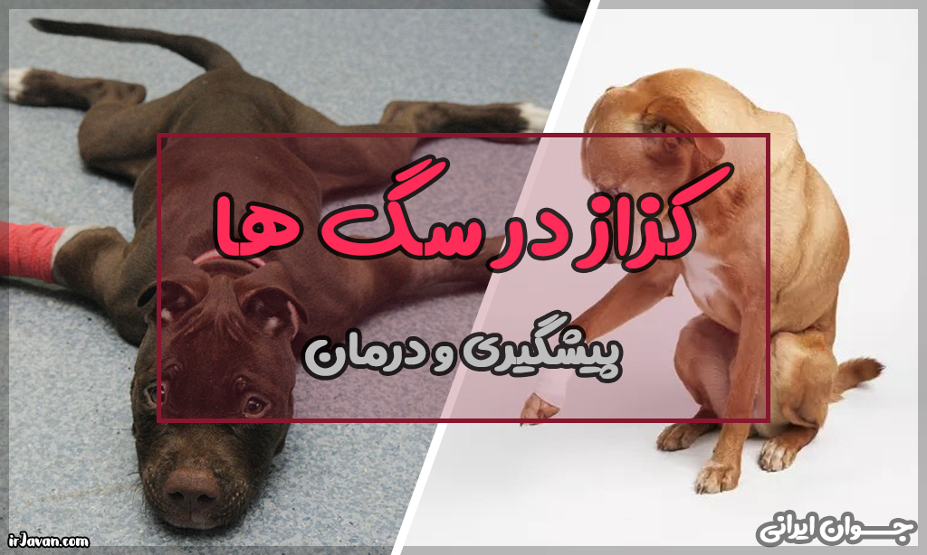 کزاز در سگ ها (علائم، پیشگیری و درمان کامل) - جوان ایرانی