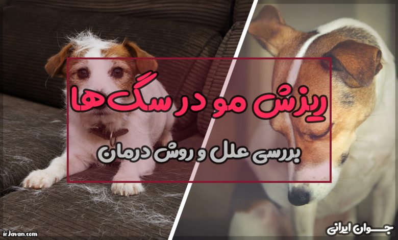 چرا سگ ریزش مو دارد؟