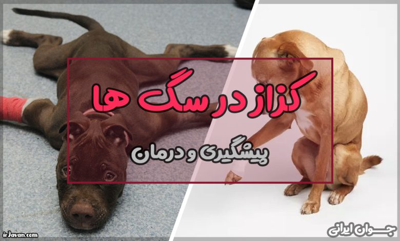 کزاز در سگ ها