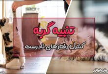 چگونه گربه خود را تنبیه کنید؟